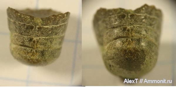 белемниты, фрагмоконы, нижний мел, Крым, апт, Aptian, Lower Cretaceous, belemnites, phragmocones