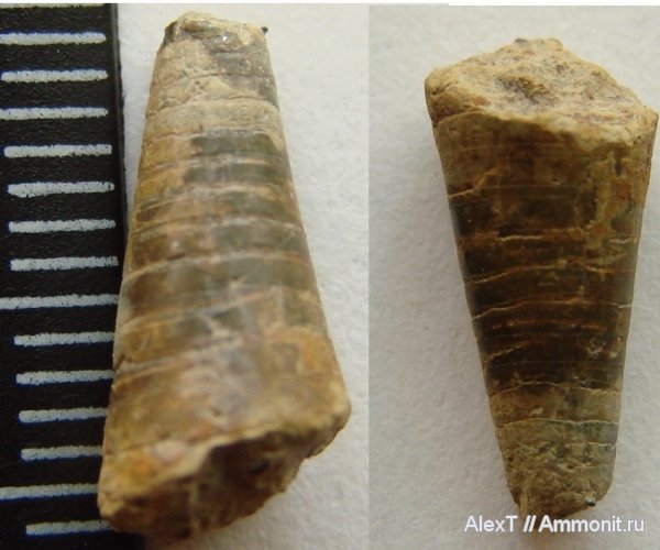 белемниты, фрагмоконы, нижний мел, Крым, баррем, Barremian, Lower Cretaceous, belemnites, phragmocones