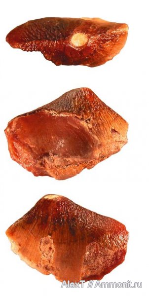 мозазавры, маастрихт, Крым, верхний мел, Carinodens belgicus, Carinodens, Maastrichtian, Upper Cretaceous