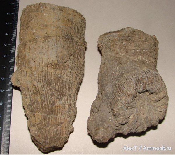 кораллы, келловей, Крым, верхняя юра, Thecosmilia, Scleractinia, Callovian, Upper Jurassic, Middle Jurassic