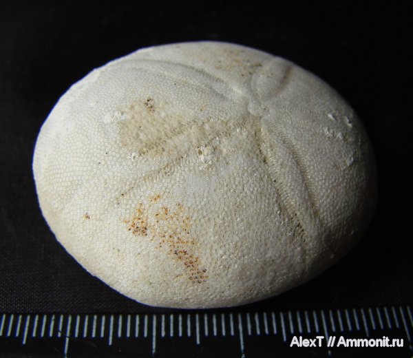 морские ежи, эоцен, Крым