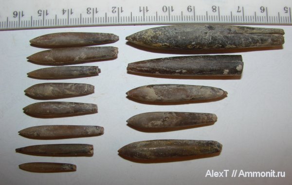 белемниты, нижний мел, Крым, апт, Aptian, Lower Cretaceous, belemnites