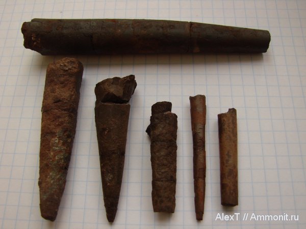 белемниты, Крым, тоар, нижняя юра, Toarcian, Lower Jurassic, belemnites