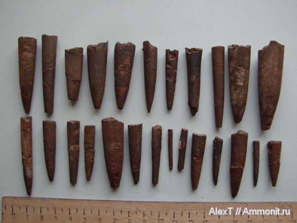 белемниты, Крым, тоар, нижняя юра, Toarcian, Lower Jurassic, belemnites