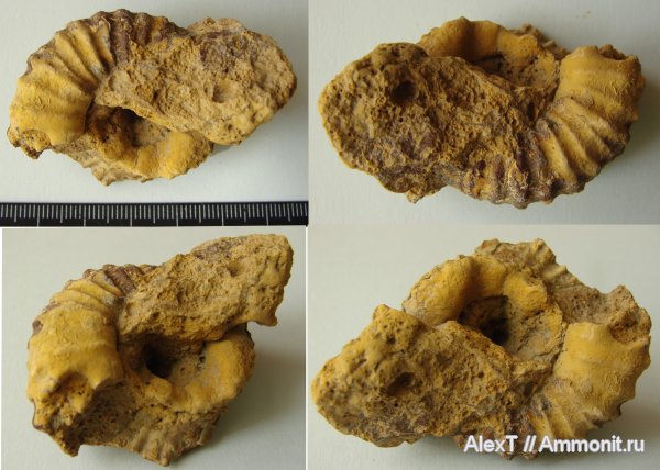 аммониты, нижний мел, Крым, баррем, Ammonites, Pseudothurmannia, Barremian, Lower Cretaceous