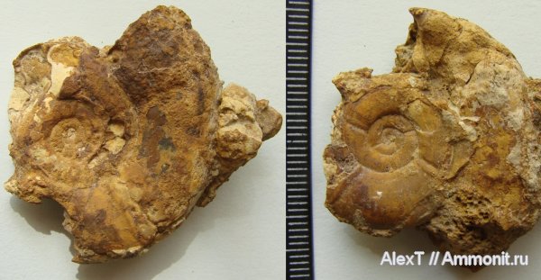аммониты, нижний мел, Крым, баррем, нижний баррем, Ammonites, Silesites, Silesites vulpes, Barremian, Lower Cretaceous