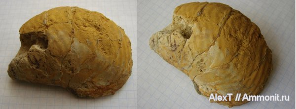 нижний мел, Крым, баррем, Nautilida, Barremian, Lower Cretaceous