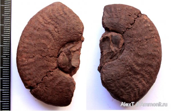 аммониты, Крым, нижняя юра, Pseudogrammoceras, Ammonites, Lower Jurassic