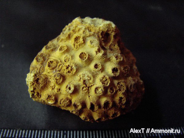 кораллы, нижний мел, Крым, готерив, колониальные кораллы, Stylina, Stylina turbinata, Scleractinia, Hauterivian, Lower Cretaceous, нижний готерив