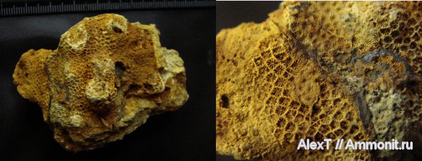 кораллы, нижний мел, Крым, готерив, колониальные кораллы, Astrocoenia, Scleractinia, Hauterivian, Lower Cretaceous