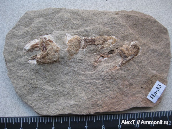 ракообразные, раки, маастрихт, Крым, верхний мел, Protocallianassa, Maastrichtian, Upper Cretaceous