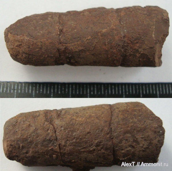 Крым, тоар, аулакоцератиды, нижняя юра, колеоидеи, Петропавловский карьер, Toarcian, Lower Jurassic