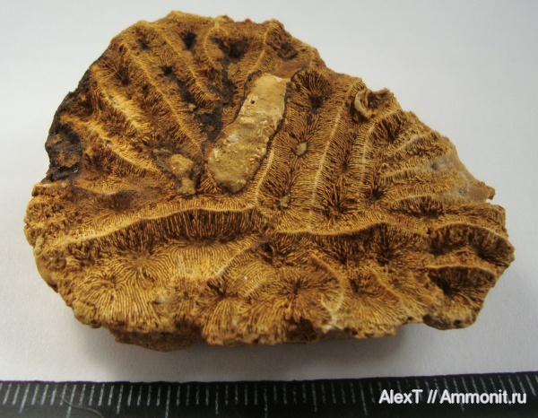 нижний мел, Крым, Anthozoa, Scleractinia, Петропавловский карьер, Lower Cretaceous