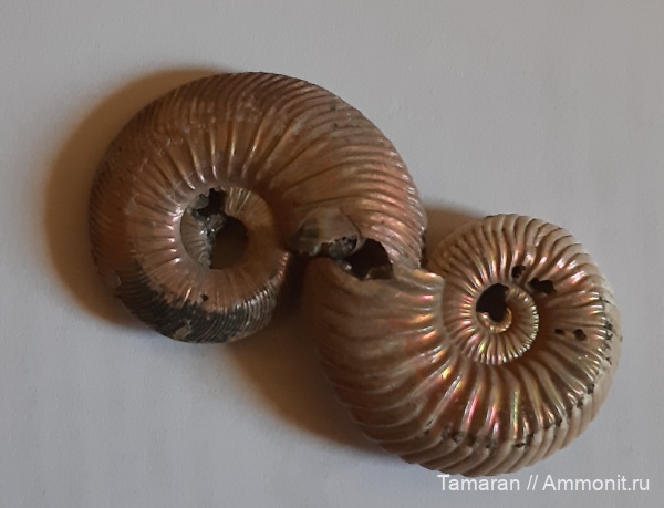 юра, мезозой, Quenstedtoceras, Дубки, Vertumniceras