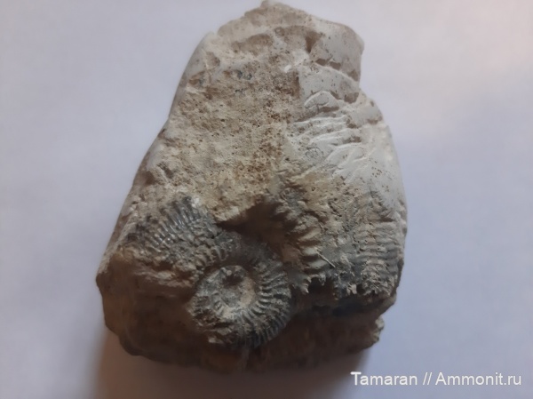 аммониты, юра, Пески, Kosmoceras, макроконхи, мезозой, келловей, Kosmoceras duncani