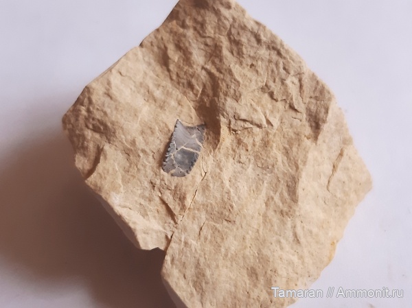 карбон, зубы, палеозой, Solenodus, Cochliodontiformes, Solenodus crenulatus