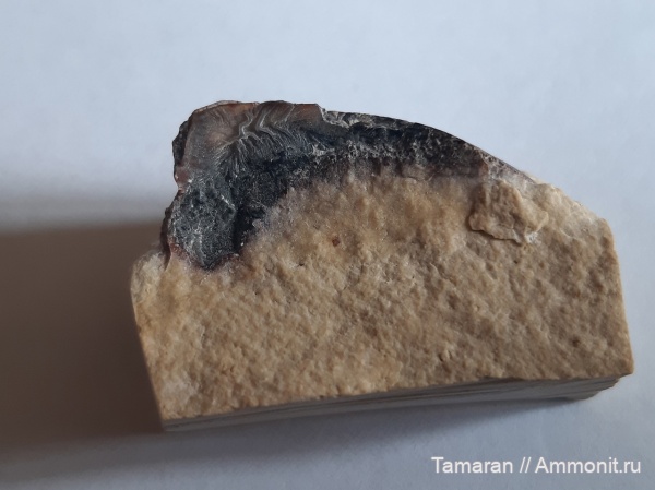 карбон, зубы, палеозой, брадиодонты, Lagarodus, Psammodontiformes, Lagarodus specularis