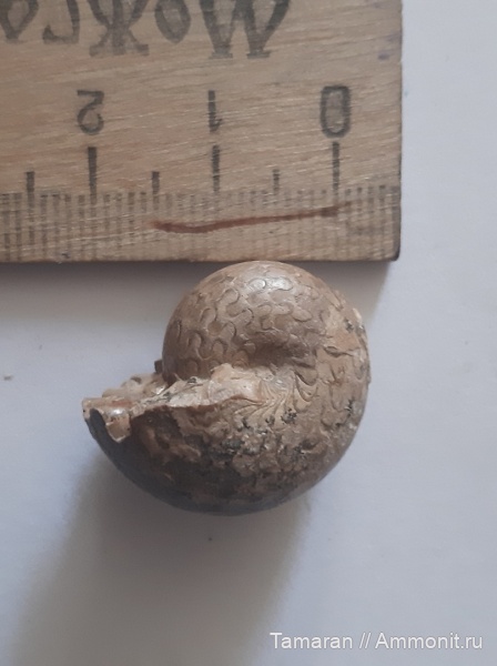 аммониты, пермь, палеозой, Казахстан, Waagenina, Goniatitida, артинский ярус, Waagenina subinterrupta, Vidrioceratidae