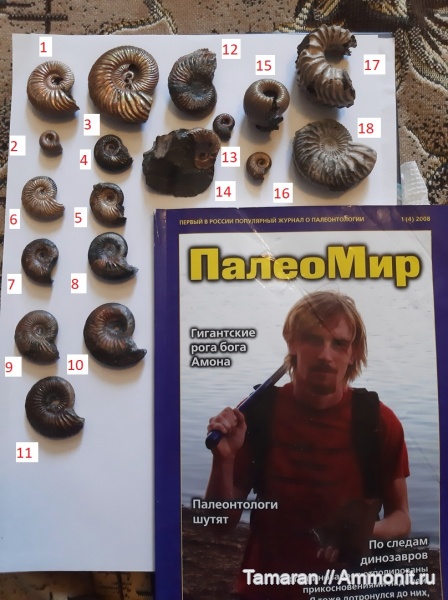 юра, Cardioceras, Funiferites, мезозой, Amoeboceras, Quenstedtoceras, Eboraciceras, Vertumniceras, Amoebites, Vertebriceras