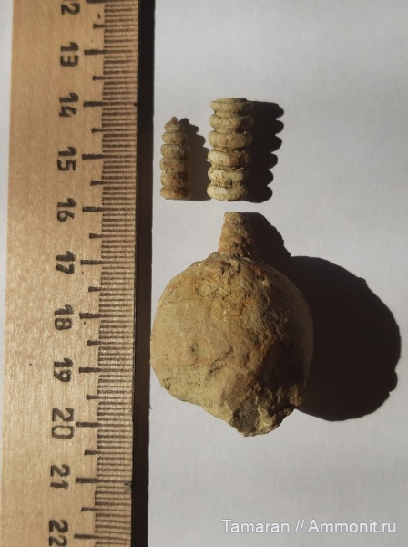 девон, палеозой, Discosorida, Cyclopites, Воронежская область, Taxyceratidae, Cyclopoceras, Cyclopoceras abundans