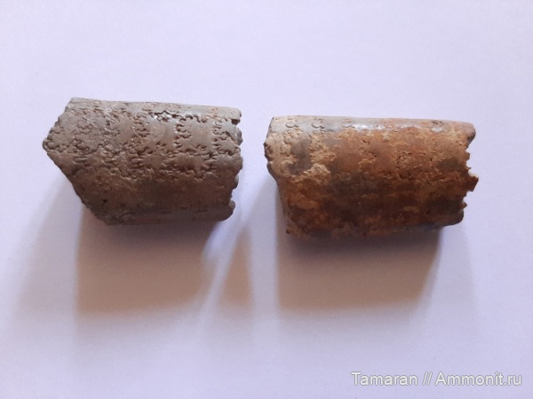 аммониты, мел, гетероморфные аммониты, мезозой, Baculites, Baculitidae