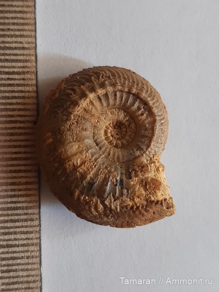 аммониты, юра, Франция, Cardioceras, оксфорд, мезозой, Cardioceratidae, Plasmatoceras, Plasmatoceras plastum, нёвизи
