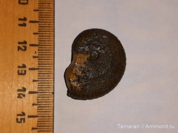 аммониты, юра, Германия, макроконхи, мезозой, келловей, Taramelliceras, Oppeliidae, Балинген, Taramelliceras inerme
