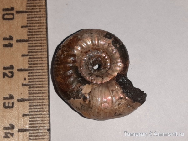 юра, мезозой, Дубки, Perisphinctidae, прижизненные повреждения, Alligaticeras, вентральные укусы, Alligaticeras rotifer