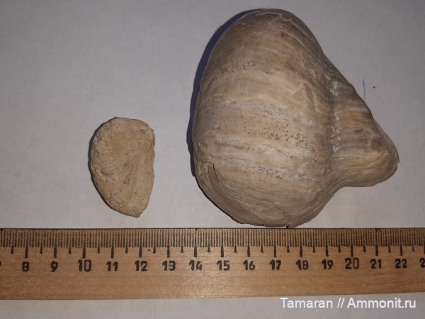 мел, мезозой, двустворчатые моллюски, маастрихт, устрицы, турон, Pycnodonte, Amphidonta, Pycnodonte vesicularis