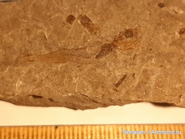 неоген, рыбы, кайнозой, р. Пшеха, Clupea, лучепёрые рыбы, Сельдеобразные, Сарматский ярус