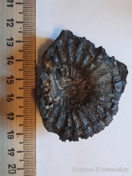 юра, мезозой, Zaraiskites, Zaraiskites zarajskensis, Virgatitidae, обрастание аммонитов, Epizoans