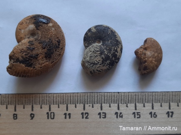 аммониты, мел, мезозой, Крым, Euphylloceras, Phylloceratina, Euphylloceras anthulai, Phylloceratida, Euphylloceras ponticuli