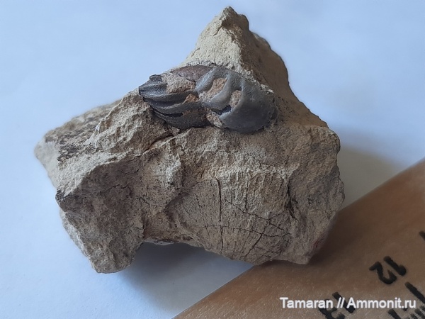 карбон, зубы, палеозой, химеры, Poecilodus, Cochliodontiformes, Заборье, Poecilodus jonesi