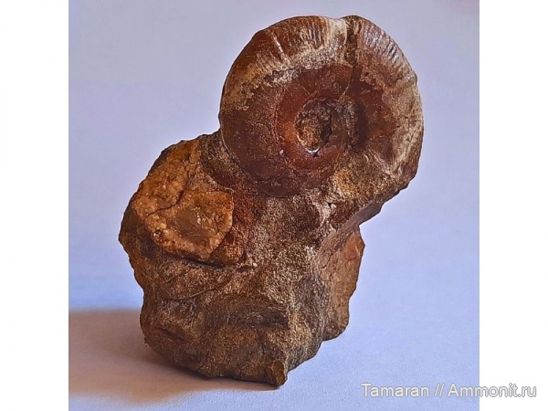 аммониты, мел, мезозой, апт, Desmoceratidae, Кисловодск, Valdedorsella, Valdedorsella akuschaence