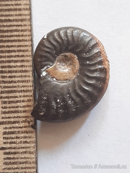 аммониты, юра, Франция, головоногие моллюски, мезозой, плинсбах, Hildoceratidae, Pseudolioceras