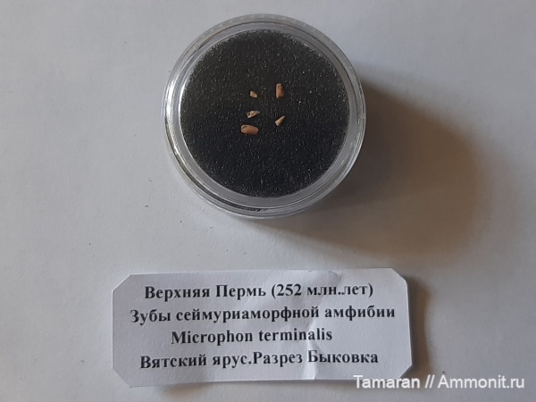 пермь, палеозой, тетраподы, Microphon, Kotlassiidae, Microphon terminalis, Seymouriamorpha, Вятский ярус