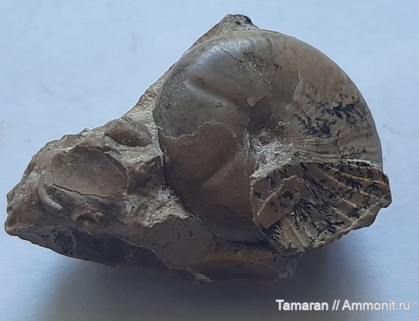 аммониты, пермь, палеозой, Казахстан, Popanoceras, Goniatitida, артинский ярус, Popanoceras sobolevskyanum, Popanoceratidae