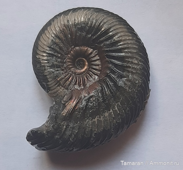 аммониты, юра, головоногие моллюски, мезозой, Quenstedtoceras, Дубки, Cardioceratidae, отпечатки мускулов, Quenstedtoceras henrici