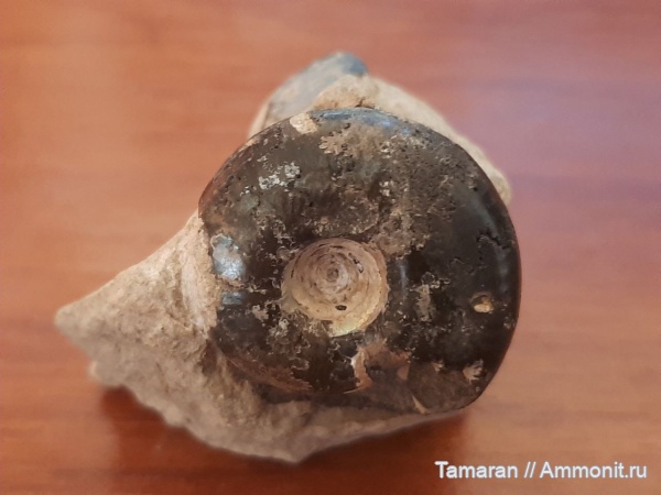 аммониты, юра, головоногие моллюски, микроконхи, мезозой, волжский ярус, Craspedites, Кашпир, Craspedites kaschpuricus, Craspeditidae, Mosquites