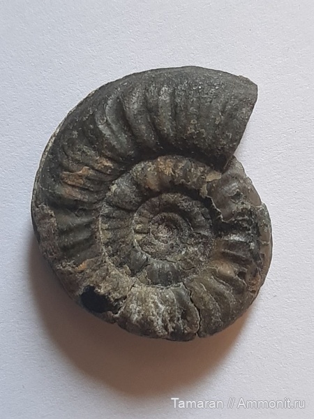 аммониты, триас, головоногие моллюски, мезозой, Ceratitida, Приморский край, оленёкский ярус, цератиты, Columbites, Columbites ussuriensis, Procolumbites, Procolumbites ussuriensis, Columbitidae