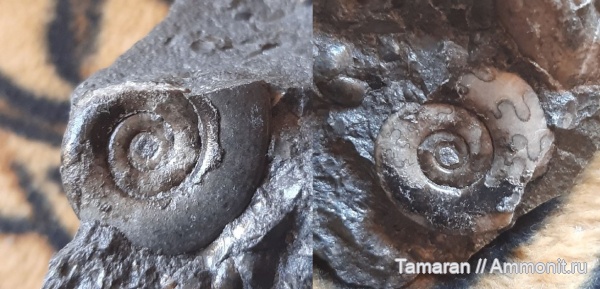 аммониты, триас, мезозой, Ceratitida, Приморский край, цератиты, Dieneroceras, Dieneroceras chaoi