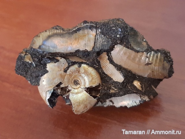 юра, мезозой, Kachpurites, волжский ярус, Ярославская область, Kachpurites cheremkhensis, Craspeditidae