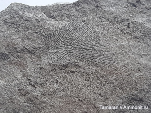 карбон, палеозой, граптолиты, стешевский горизонт, серпуховский ярус, Заборье, Dictyonema, Dendroidea, Dendrograptidae