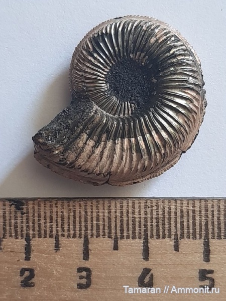 аммониты, юра, Бронницы, головоногие моллюски, мезозой, Amoeboceras, Amoeboceras alternoides, Cardioceratidae, оксфордский ярус, Amoeboceras transitorium