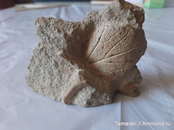 палеоцен, кайнозой, высшие растения, танетский ярус, Viburnum, листья, шиханы (Вольск-18), калина