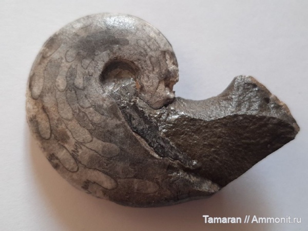 аммониты, триас, мезозой, Ceratitida, Приморский край, цератиты, Arctoceras septentrionale, Arctoceras, Arctoceratidae