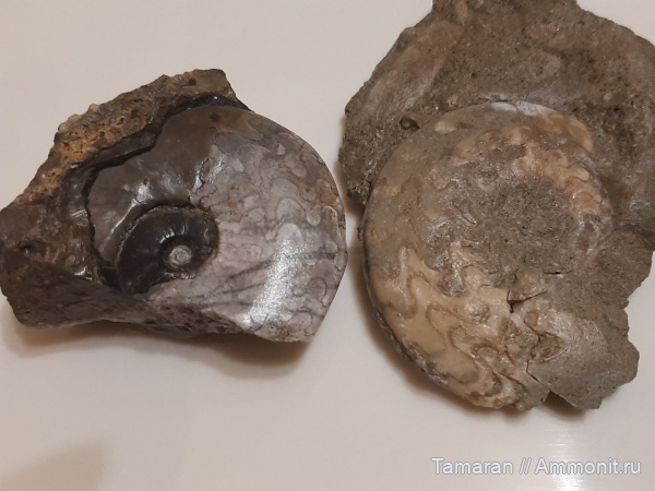 аммониты, триас, головоногие моллюски, мезозой, Ceratitida, Приморский край, цератиты, Vercherites, Vercherites subcristatum, Paranoritidae