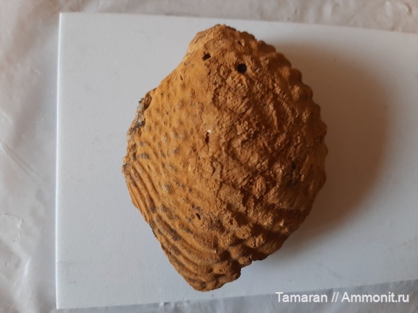 мел, мезозой, двустворчатые моллюски, Крым, готерив, тригонии, Trigoniidae, нижний готерив, Litschkovitrigonia