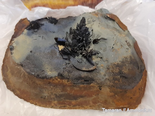 плейстоцен, двустворчатые моллюски, кайнозой, Керчь, киммерий