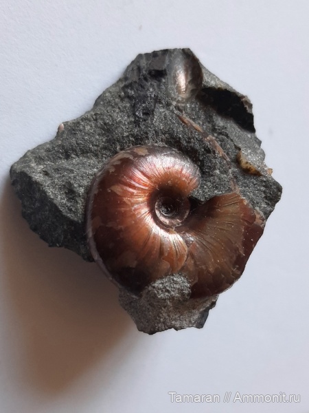 аммониты, мел, головоногие моллюски, мезозой, апт, Краснодарский край, Desmoceratidae, Beudanticeratinae, р. Курджипс, Beudanticeras